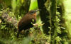 Tawny-throated Leaftosser 