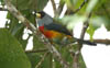 Toucan Barbet