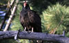 Turkey Vulture