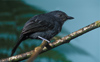 Uniform Antshrike