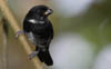 Variable Seedeater