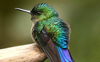 Violet-tailed Sylph