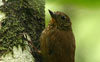 Wedge-billed Woodcreeper