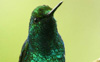 Western Emerald 