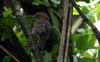 Western Slaty-Antshrike 