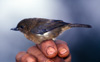 White-sided Flower Piercer