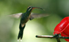 White-whiskered Hermit 