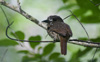 White-whiskered Puffbird 