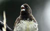 Yellow-bellied Seedeater 