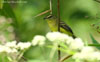 Yellow Tyrannulet  