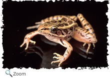 Northern Leopard Frog