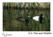 Lesser Scaup