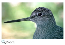 Lesser Yellowlegs