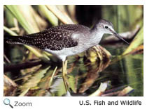 Lesser Yellowlegs