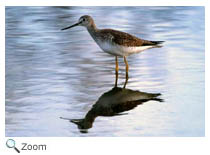 Lesser Yellowlegs