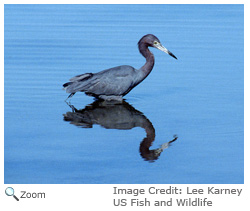 Little Blue Heron