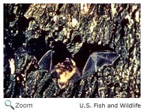 Little Brown Bat