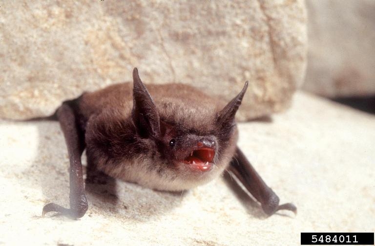 http://www.nhptv.org/wild/images/littlebrownbatforestryusda.jpg