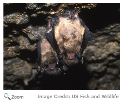 Little Brown Bat