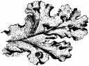 Liverwort