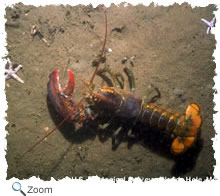 Lobster