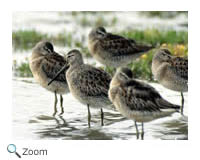 Long-billed Dowitcher