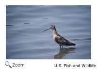 Long-billed Dowitcher
