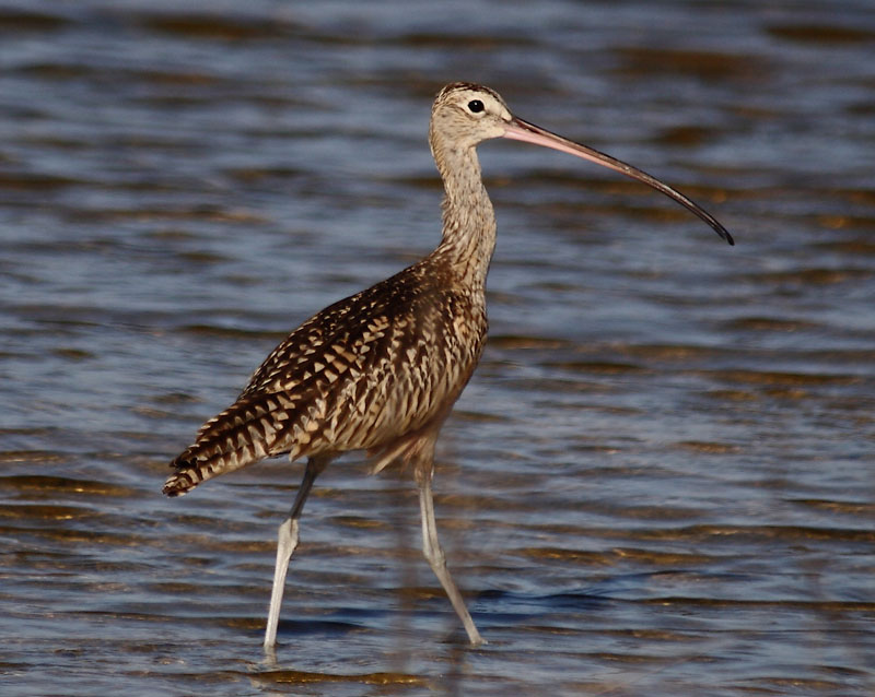 Long-billed Curlew - Numenius americanus | Wildlife Journal Junior