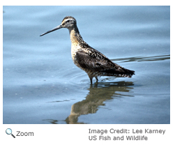 Long-billed Dowitcher