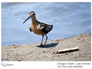 Long-billed Dowitcher