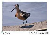 Long-billed Dowitcher