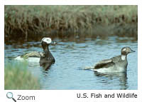 long tailed duck