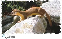 Long-tailed Weasel