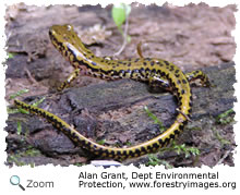 longtail salamander