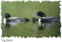 loon