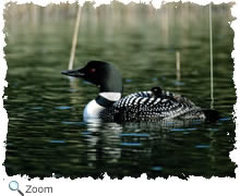 loon