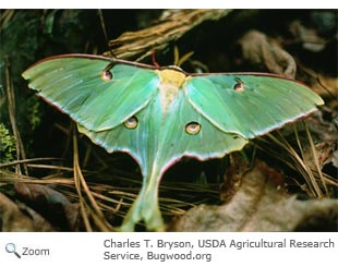 luna moth