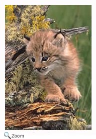 Lynx Kitten