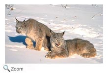 Lynx