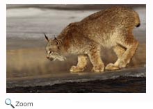 Lynx