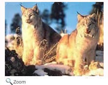 Lynx