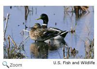 Mallard