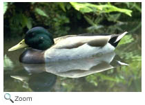 Mallard