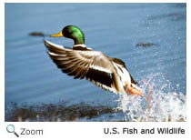 Mallard