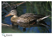 Mallard