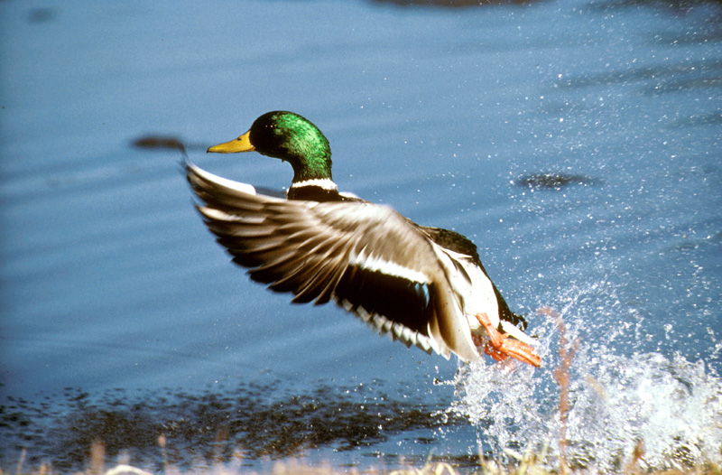 Mallard - Anas platyrhynchos | Wildlife Journal Junior