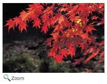 Maple Leaves