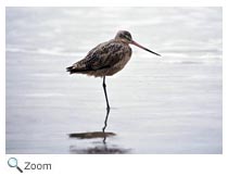 Marbled Godwit