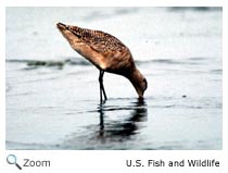 Marbled Godwit