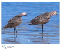 Marbled Godwit